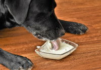 Un chien noir lèche du yaourt dans un récipient en verre