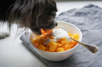 Un petit chien mange du yaourt et des fruits dans un bol