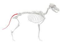 L'anatomie de la queue du chien