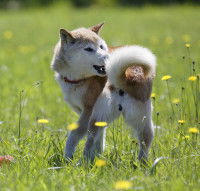 Le port de la queue du chien
