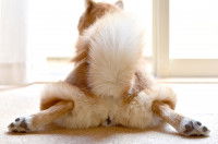 Peut-on couper la queue de son chien ?