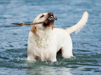 Le syndrome de la queue morte