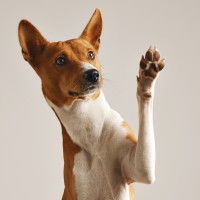 Les pattes antérieures du chien