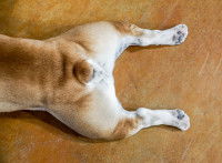 Les pattes arrière du chien