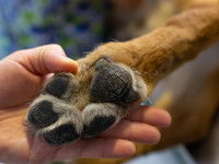 Les doigts du chien