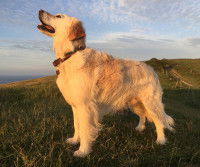 La démarche du chien