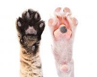 Patte de chat (à gauche) et patte de chien (à droite)