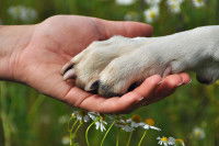 La vitesse de pousse des ongles du chien