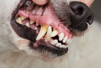 Les dents définitives du chien