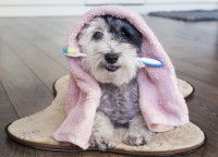 Un petit chien avec une brosse à dents dans la gueule