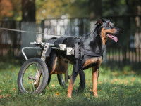 Une moelle épinière abimée peut mener à une paralysie