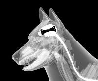 Le rôle du système nerveux du chien