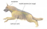 L'anatomie du système nerveux du chien