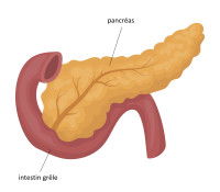 Schéma du pancréas du chien