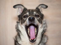 Un chien avec la gueule grande ouverte