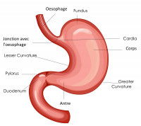 Schéma de l'estomac du chien