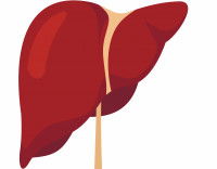 Schéma du foie du chien