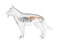 Schéma du gros intestin (en rouge)