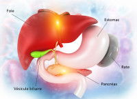 Schéma des organes digestifs du chien
