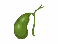 Schéma de la vésicule biliaire du chien