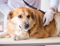 Le rythme cardiaque du chien