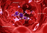 La composition du sang du chien