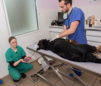 Des groupes sanguins incompatibles causent un rejet