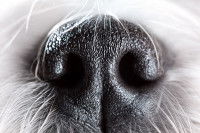 Truffe noire de chien vue de près
