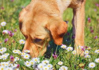 Un chien beige en train de flairer une piste dans un champ de fleurs