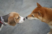 Un Beagle et un Shiba Inu se reniflent mutuellement le nez