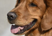 Tête et nez d'un Golden Retriever marron