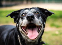 Un chien gris et noir respire et halète