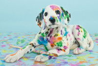 Un jeune Dalmatien recouvert de taches de peinture multicolores