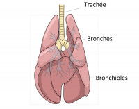 Schéma des poumons du chien