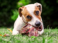 Un jeune chien mâche de la viande crue