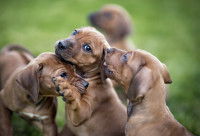 Trois chiots jouent ensemble