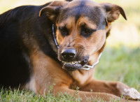 Pour se défendre ou attaquer