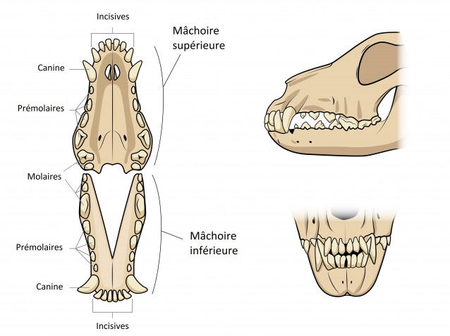 Schéma de la dentition d'un chien