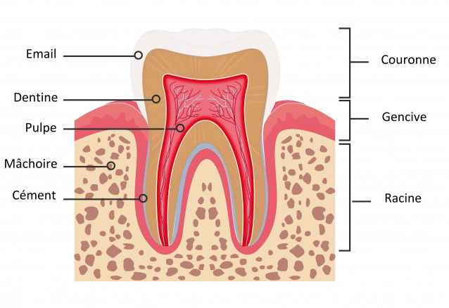Schéma d'une dent de chien