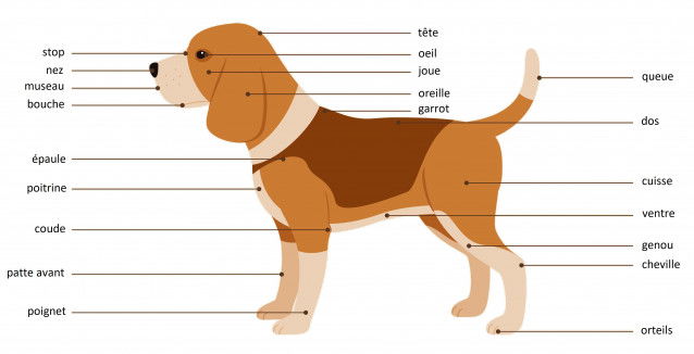 Schéma explicatif de l'anatomie d'un chien