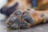 Des coussinets de chien abîmés
