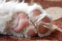 Une patte de chiot avec des coussinets couleur rose