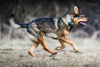 Un chien debout de profil court dans l'herbe