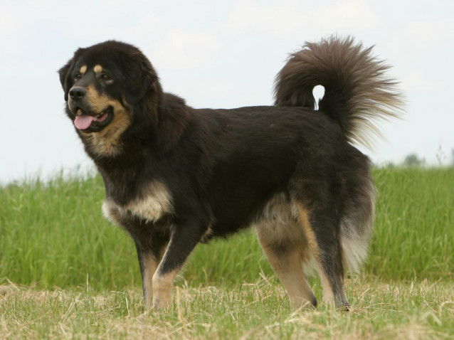 Un gros chien debout de profil dans l'herbe