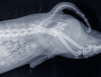 Une radiographie montrant le squelette et l'os pénien du chien