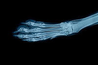Radiographi d'une patte de chien