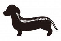 Schéma de la colonne vertébrale d'un petit chien