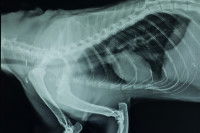 Une radiographie de l'abdomen d'un chien