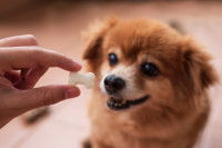 Un homme donne une friandise au lait à son petit chien