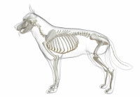 Schéma des os d'un chien sur fond blanc